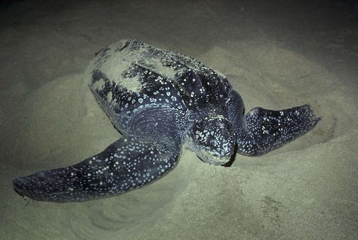 What You Should Know About the 7 Species of Sea Turtles