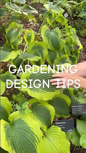 Design Your Garden: Hosta Variations