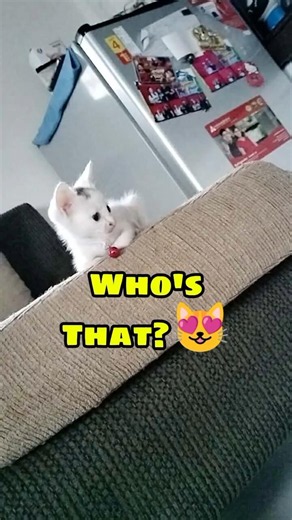 Who's that? Mallow The cutest cat Who broke the internet 😸#cat ‪@randyrhaine23‬
