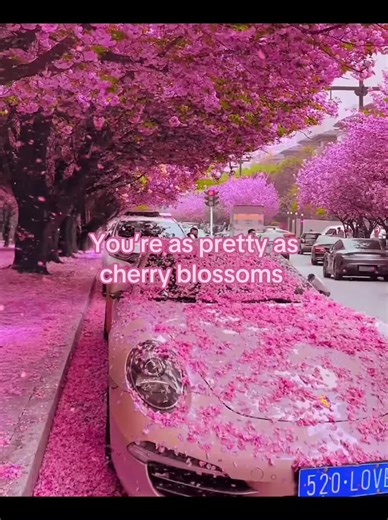 You’re as Pretty as Cherry Blossoms: A Tribute