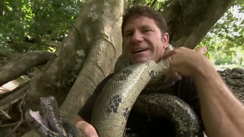 Swallowed by an Anaconda: What Happens Inside the Snake?