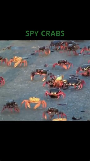SPY CRABS (and thx for 200 subs) #tf2 #teamfortress2 #tf2memes #spy-crab #spytf2