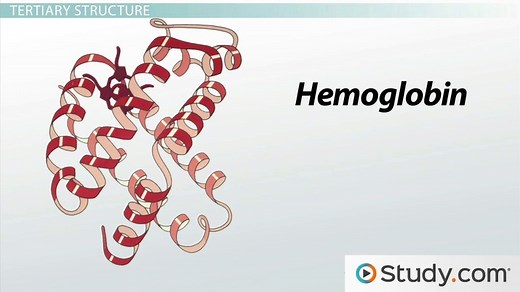 Four Structures of Proteins | Overview & Configurations