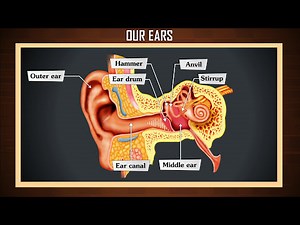 How ear works | Anatomy of the human ear | Human ear - structure and working