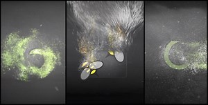 Hurricane/Wind Logo Pack