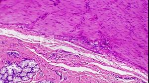 Section of human duodenum filmed under microscope with 100x magnification on bright field. Scientific pattern of small intestine enlarged for learning its structure in biological lab. Gastric theme