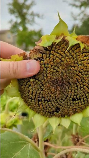 Sunflower Harvest: From Seed to Bloom and Back Again