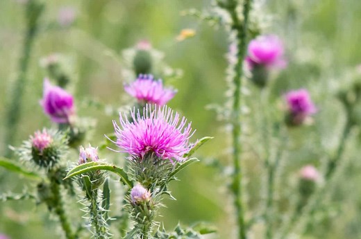 15 Amazing Thistle Plants and How to Tell Them Apart