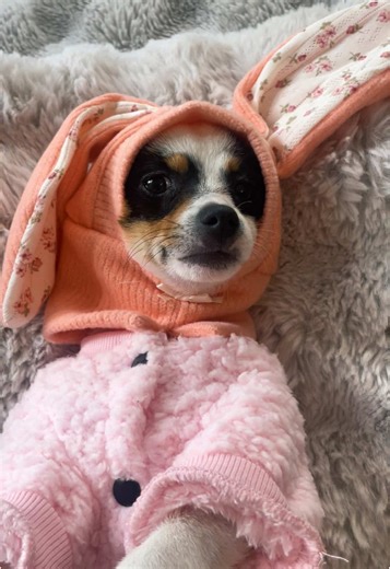 Adorable Pomeranian and Jack Russell Puppy Moments