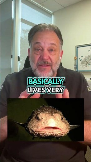 Understanding the Blobfish