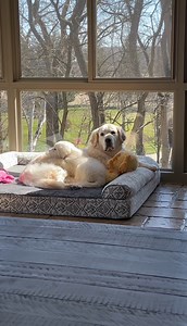 1.1M views · 61K reactions | Reasons my 5 dogs make the best pack #goldenretriever #newfoundland #dogs | Charlie The Golden | Facebook