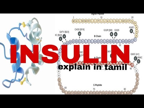 insulin | clear explanation | tamil teaching #biochemistry #important #semsterexam