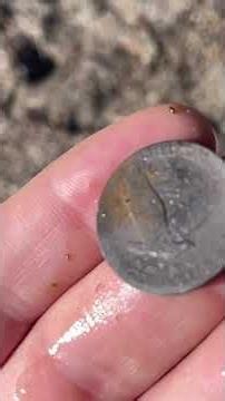 This Manticore Setting Forces Hidden Silver Out! #metaldetecting #treasuresearch #americancoin
