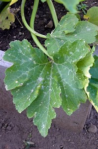 How To Get Rid Of Powdery Mildew (Organic Treatment)