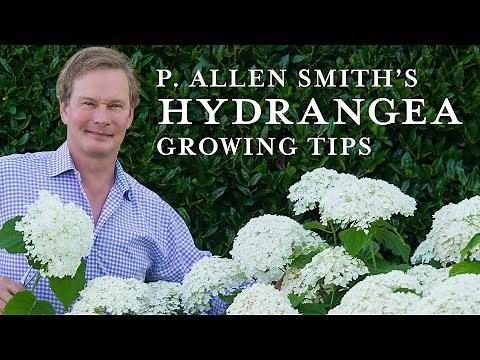 Tips and Care for Hydrangeas