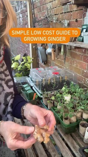 Grow your own ginger without breaking the bank ✅ Follow the guide in this video and by mid summer you will have a gorgeoys scented ginger plant. Harvest the ginger in the autumn and replant a section of the root #planttok #plantsoftiktok #gardens #gardenhacks #getoutside #ginger #growyourownginger #homegrown #gardening #nature #sustainable #reuse #recycle
