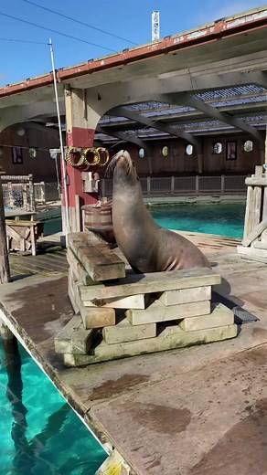 Have you experienced our impressive Sea Lion show at Flamingo Land before...? Make sure to watch our daily Sea Lion show on your next visit to Flamingo Land at 12 pm & 2 pm for an impressive aquatic experience! 💦 #sealionshow #sealions #sealionenrichment #flamingoland #animalshow | Flamingo Land Resort