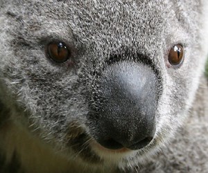 Koala Bear Facts - Animal Facts Encyclopedia