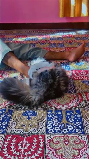 #cat #cuteanimal #spanishcatholic #cutecat #cutepet #babyanimal #subscribe #catholic