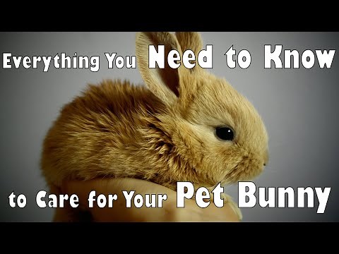 How to Care for Your Pet Bunny: A Beginner's Guide