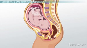 Embryonic Development & Life Cycles of Invertebrates & Vertebrates