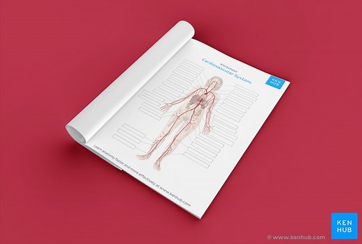 Cardiovascular system diagrams, quizzes and free worksheets