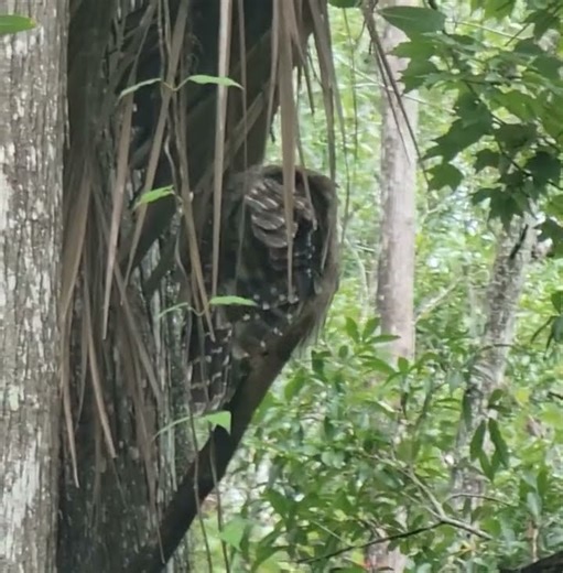 Talking to a Barred Owl grooming in a tree | Nature Wildlife | Florida Wetlands | #owlshorts #owl