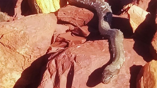 Is this Australia's biggest snake?