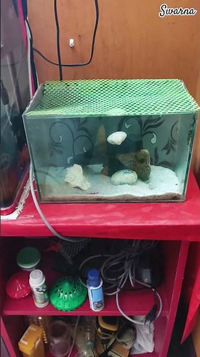 NEW CRAYFISH RELEASING 💞 #crayfish #lobster #shrimp