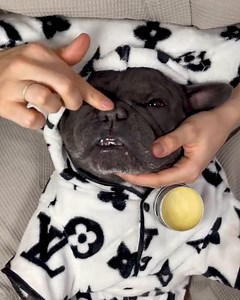 20K views · 249 reactions | Dogs getting pampered殺 | Handy Dandy | Facebook