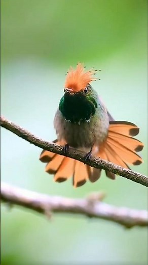 The Rufous-Crested Coquette – The Hummingbird with a Fiery Crown