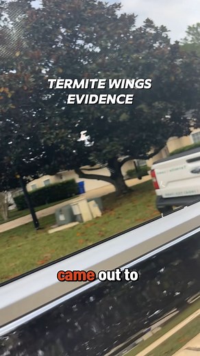  When termite wings start showing up on our trucks… you know swarm season is here!  Those tiny wings are a big warning sign. Termites are on the move and looking for a new home (let’s make sure it’s not yours). If you’re spotting wings around windows, doors, or patios, don’t wait... Call Trad’s for a free termite inspection before they settle in.  #TradsPestControl #TermiteSwarm #PestControlExperts #JacksonvilleFL | Trad's Pest Control | Facebook