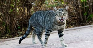 The kind of nutty behavior to expect if you don’t neuter your cat