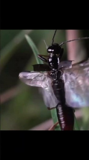 MOST AMAZING FACTS ABOUT EARWIGS | #AnimalsandPets