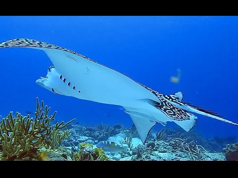 Scuba diving across the Caribbean 2022, 93 dives, A 2 hour underwater relaxation video in 4K.