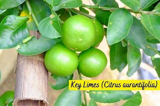 4 Types of Lime Trees [Varieties, Pictures   Identification] | Gardenine