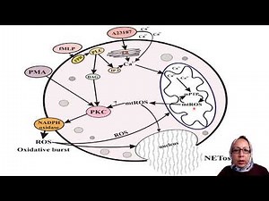 Dr Naglaa Elmongy//The Hidden World of NETosis:Molecular Mechanisms, types, and role in Physiology