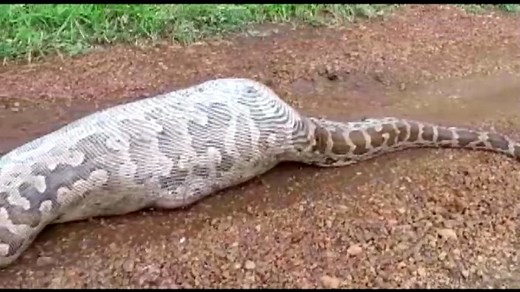 Here’s What Happens When a Snake Eats an Antelope
