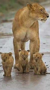 A Mother Lioness Carefully Protecting Her Cubs | Serengeti National Park Tanzania #lion #shorts