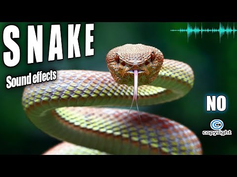 Snake Sounds , Snake Noises,Snake Hissing Sound Effect No Copyright