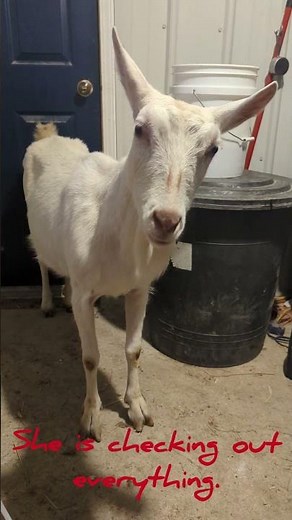 Introducing a New Goat to the Herd – Health Check & Quarantine Tips! 🐐🔍
