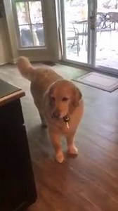 9.2K views · 281 reactions | Smart boye steals car keys so human can't leave house @my_cat_vince_stagram | Doggo Source | Facebook