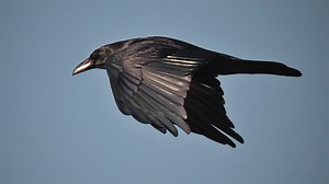 How to Tell Crows and Ravens Apart by Sight and Sound