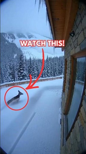 Deer Presses Against House Wall as Avalanche Rips Past in Colorado