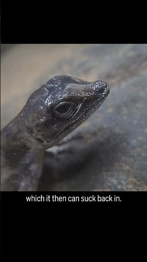 These lizards blow bubbles underwater and use them like scuba tanks