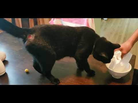 How we treated our cat's abscess at home