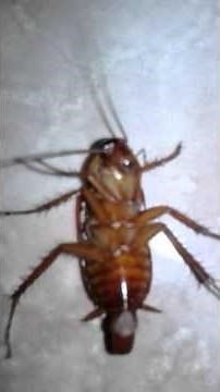 Cockroach Giving Birth (MUST SEE!)