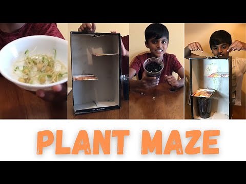Easy simple Science Experiment |Growing Plant Maze | kids school science project | Phototrophism...
