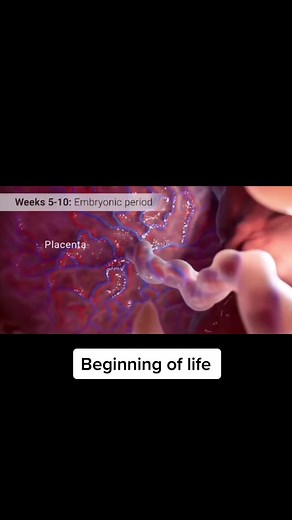 Amazing 13 Weeks of Life: Baby Development and Growing in the Womb