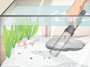 How to Set Up an Axolotl Tank